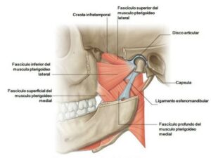 articulación temporomandibular